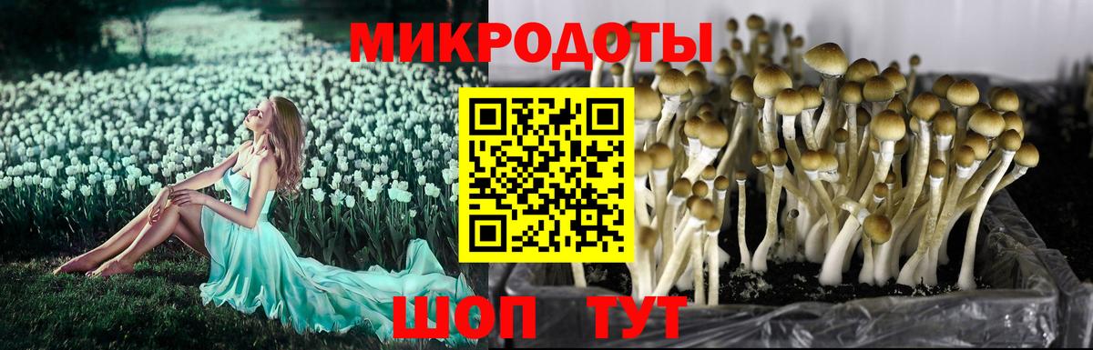 Тельмана  где купить   Псилоцибиновые грибы Cubensis  Вход с VPN  Галлюциногенные грибы Cubensis 